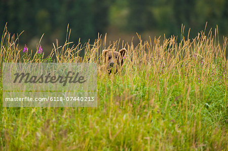 Brown bear, Katmai National Park, Alaska, USA