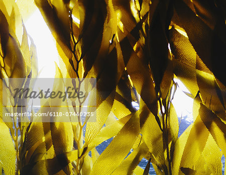 Bull kelp in the water in an enclosure at Monterey Bay Aquarium. View looking up towards the water surface.