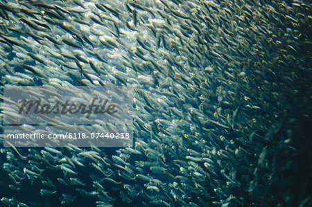 A school of Pacific Sardines fish, in a shoal, moving in the same direction at the Monterey Bay Aquarium.
