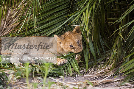 African lion cub chewing at a palm leaf in Botswana