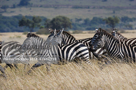 Grant's zebras, Kenya Grant's zebras, Kenya