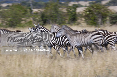 Grant's zebras, Kenya