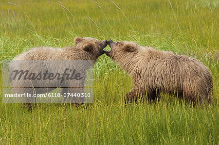 Brown bears, Lake Clark National Park, Alaska, USA