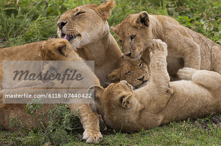 Lion and cubs playing in the Serengeti National Park, Tanzania