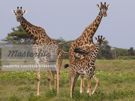 Three masai giraffe in the Serengeti National Park, Tanzania Three masai giraffe in the Serengeti National Park, Tanzania