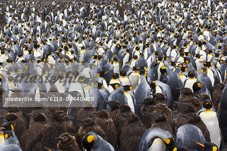 King Penguins, Aptenodytes patagonicus, in a  bird colony on South Georgia Island, on the Falkland islands.