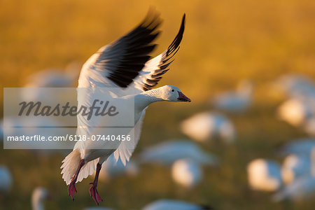 A snow goose landing on the ground in Bosque del Apache National Wildlife Refuge, New Mexico