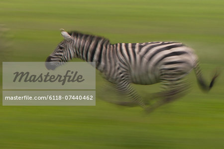 Plains zebra, Ngorongoro Conservation Area, Tanzania