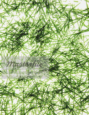 A pile of organic wheatgrass on a white background