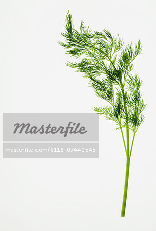 Organic dill (herb) on white background