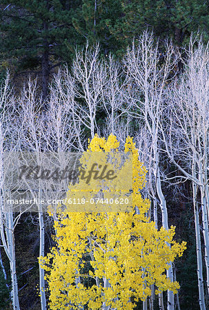 Autumn in Dixie National Forest. White branches and tree trunks of aspen trees, with yellow brown foliage. Dark green pine trees.