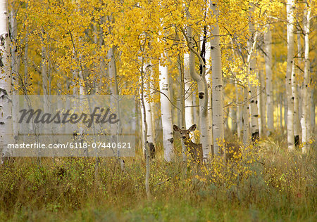 Autumn in Uinta national forest. A deer in the aspen trees.