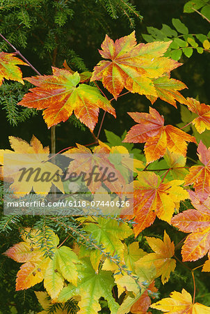 Autumn vine maple leaves, turning from green through gold to red in the autumn.