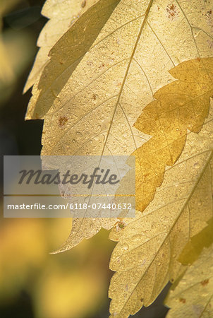 Close up of a cottonwood leaf in the Wasatch mountains in Utah. Yellow autumn foliage.