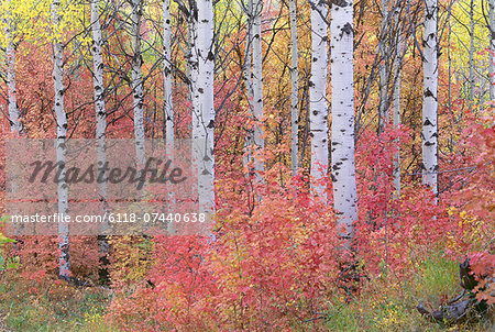 A forest of aspen trees in the Wasatch mountains, with striking yellow and red autumn foliage.