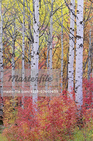 A forest of aspen trees in the Wasatch mountains, with striking yellow and red autumn foliage.