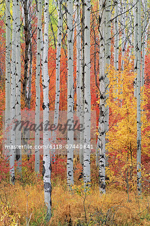 A forest of aspen and maple trees in the Wasatch mountains, with striking yellow and red autumn foliage.