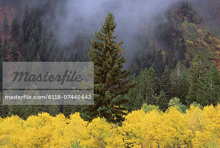 A forest of trees in the Wasatch mountains, with striking yellow autumn foliage. Green pine trees. Low clouds.