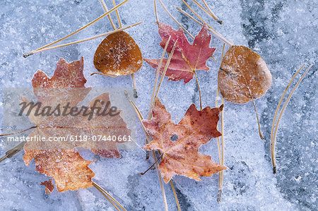 Maple and aspen leaves in autumn. Brown and red leaf colour. Laid out on a frosted ice surface.