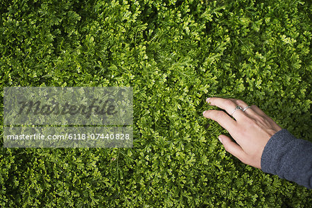 A woman's hand stroking the lush green foliage of a growing plant. Small delicate frilled edged leaves.