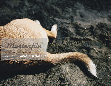 Mixed breed dog on beach, Discovery Park, Seattle