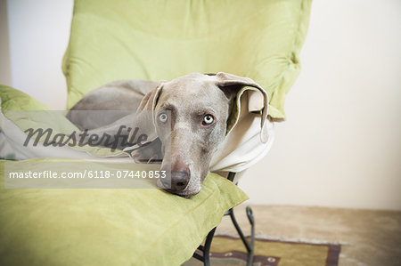 A Weimaraner pedigree dog lounging on a chair.