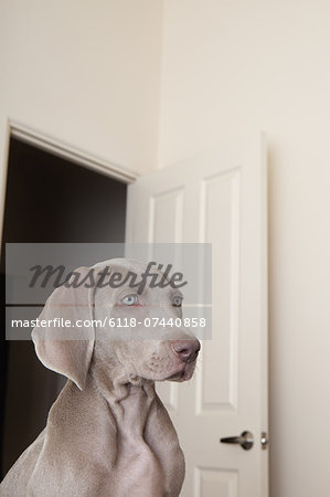 A Weimaraner puppy in a room with an open doorway in the background.