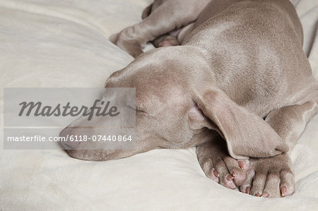 A Weimaraner pedigree puppy sleeping on a bed.