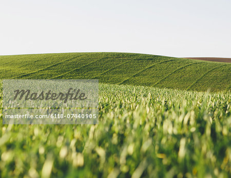 A view across the ripening stalks of a food crop, cultivated wheat growing in a field near Pullman, Washington, USA.