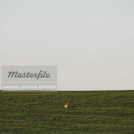 A startled white tail deer in a field of lush, green wheat crop growing near Pullman, in Washington state.