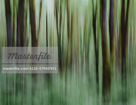 Lush forest of moss covered Big leaf maple trees (Acer macrophyllum), blurred motion, Dosewallips River, Olympic NP