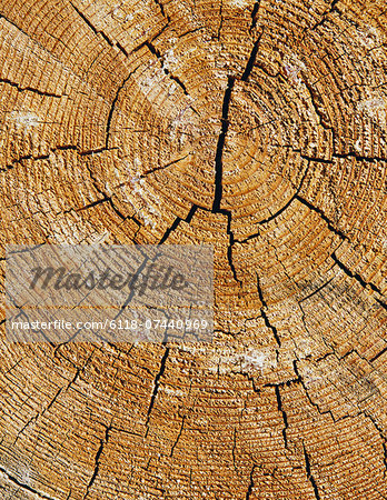 Close up of cross section from cut Ponderosa Pine tree, tree rings visible, near Blewett Pass