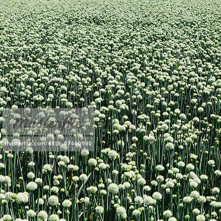 Large crop of blooming Walla Walla Sweet Onions, near Quincy