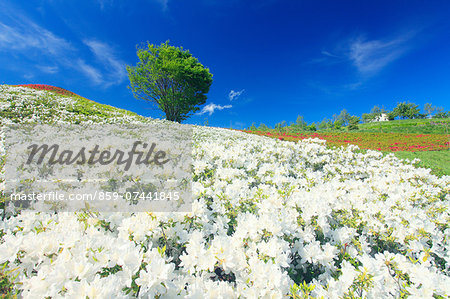 Flower field