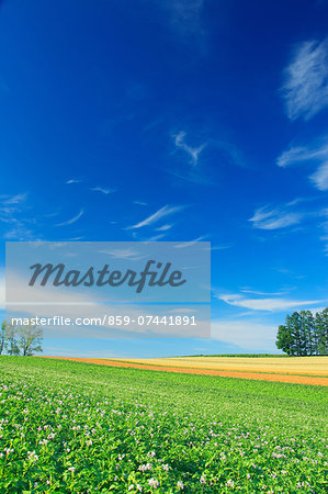 Grassland and sky