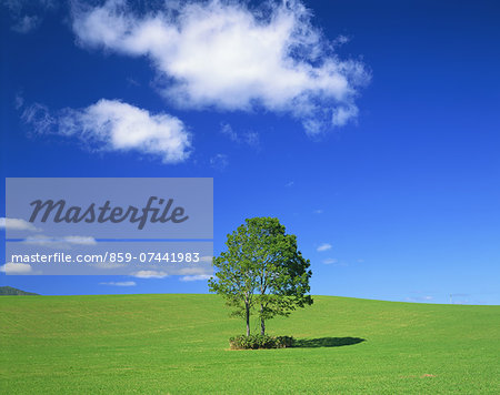 Tree on grassland