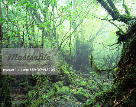 Yakushima Island, Kagoshima Prefecture