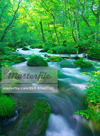 Oirase mountain stream, Aomori Prefecture