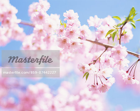 Cherry blossoms Cherry blossoms