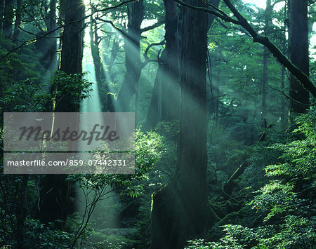Yakushima Island, Kagoshima Prefecture Yakushima Island, Kagoshima Prefecture