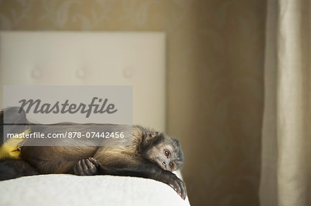 A capuchin monkey lying on his side on a bed.