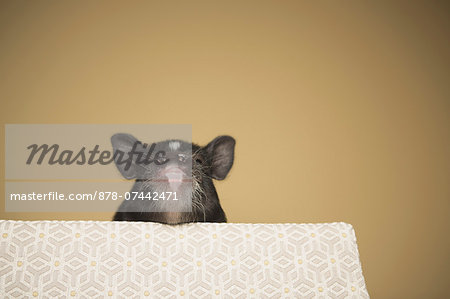 A small pig peering over the edge of a bed, in a domestic house