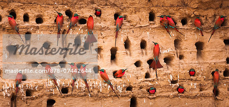 Southern carmine bee-eaters, South Luangwa National Park, Zambia, Merops nubicoides Southern carmine bee-eaters, South Luangwa National Park, Zambia, Merops nubicoides
