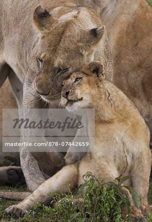 A lion cub and its mother, Panthera leo, rubbing cheeks and nuzzling in Serengeti National Park, Tanzania