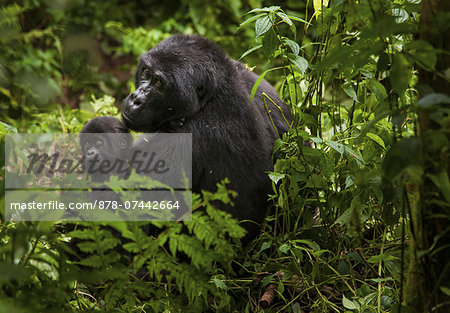 Mountain gorilla and juvenile, Volcanoes National Park, Rwanda Mountain gorilla and juvenile, Volcanoes National Park, Rwanda