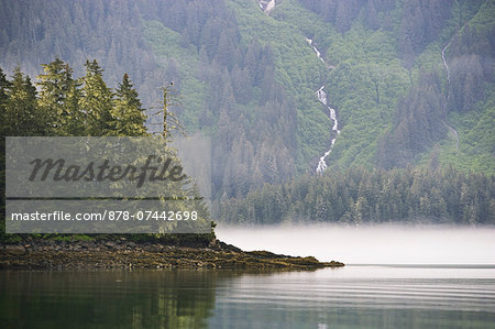 Bald eagle and waterfall, Glacier Bay National Park and Preserve, Alaska