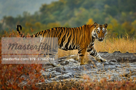 Tiger, Bandhavgarh National Park, Madhya Pradesh, India