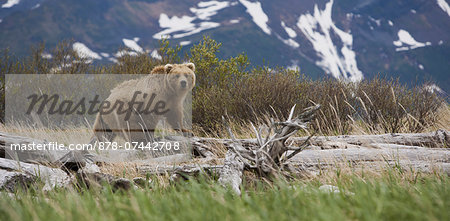 Brown bear, Katmai National Park, Alaska, USA