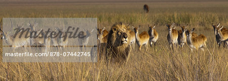 African lion and lechwe, Duba Plains, Botswana African lion and lechwe, Duba Plains, Botswana