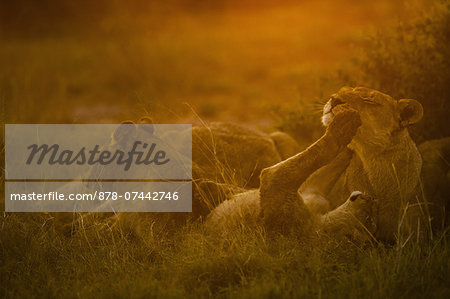 Lions resting and playing in the evening sun in Chobe National Park, Botswana Lions resting and playing in the evening sun in Chobe National Park, Botswana